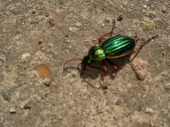 Carabus auratus