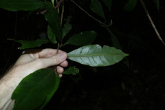 Quintinia sieberi