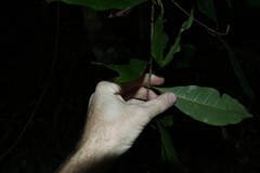 Quintinia sieberi