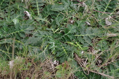 Platycarpha glomerata