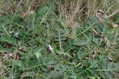 Platycarpha glomerata