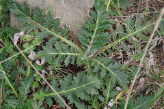 Platycarpha glomerata