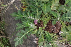 Platycarpha glomerata