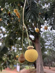 Parkia