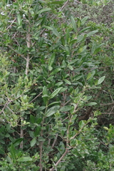 Burchellia bubalina