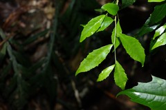 Symplocos baeuerlenii