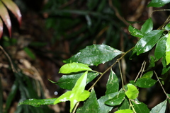 Symplocos baeuerlenii