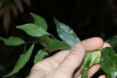 Symplocos baeuerlenii