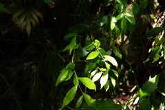 Symplocos baeuerlenii