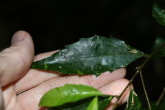 Symplocos baeuerlenii