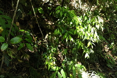 Symplocos baeuerlenii