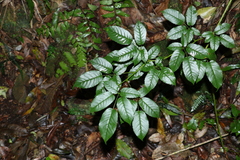 Rubus nebulosus