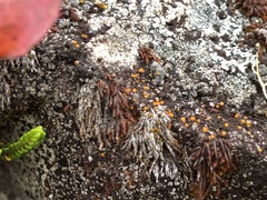 Bilimbia sabuletorum