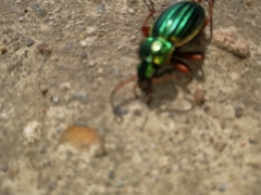 Carabus auratus