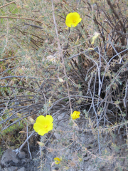Balbisia verticillata