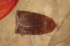 Conistra staudingeri