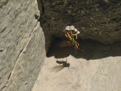 Polistes weyrauchorum