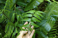 Diplazium dilatatum