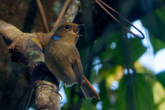 Niltava macgrigoriae