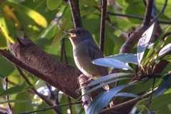 Niltava macgrigoriae