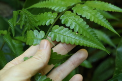 Diplazium dilatatum