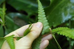 Diplazium dilatatum