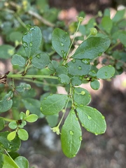 Phyllanthus microcladus