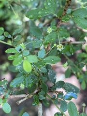 Phyllanthus microcladus