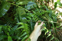 Diplazium dilatatum