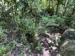 Phyllanthus microcladus