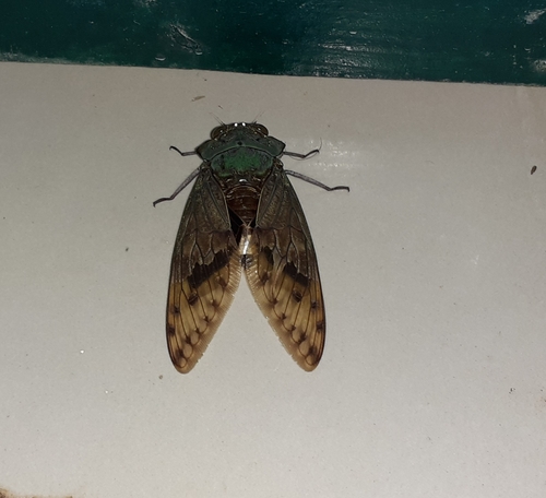 Ugada giovanninae