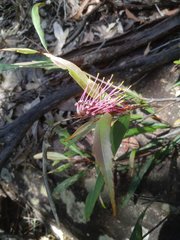 Grevillea longifolia