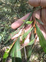 Grevillea longifolia