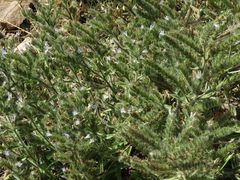Echium italicum biebersteinii