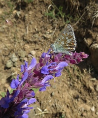 Polyommatus corydonius