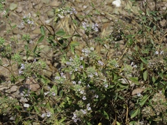 Ziziphora clinopodioides