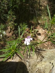 Prostanthera linearis
