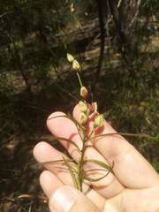 Prostanthera linearis