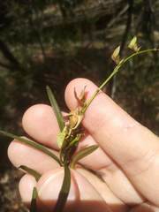Prostanthera linearis