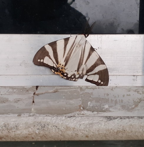 Otroeda cafra