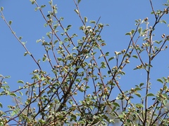 Cotoneaster morulus