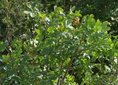 Acer monspessulanum