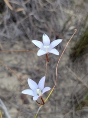 Prismatocarpus brevilobus