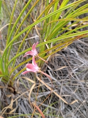 Prismatocarpus brevilobus