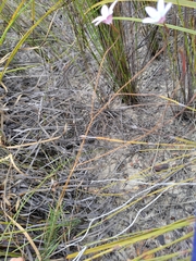 Prismatocarpus brevilobus