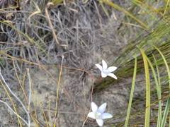 Prismatocarpus brevilobus
