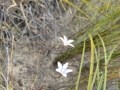 Prismatocarpus brevilobus