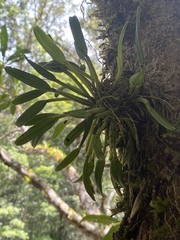Dendrobium taylorii