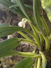 Dendrobium taylorii