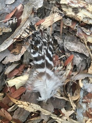 Polyboroides radiatus